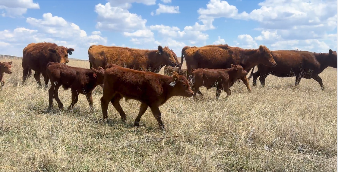 80 Red Angus cow pairs! CP513E5
